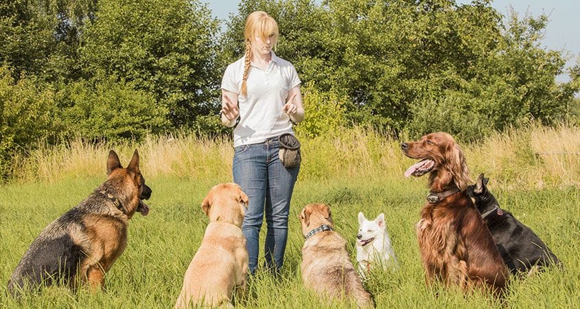 Dog Training - How To Train Your Dog For A Better Life