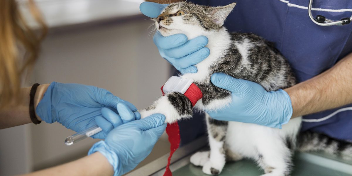 Cat Health – Keeping Them Purr-fect