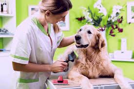 Tips and Tricks: Grooming Your Golden Retriever
